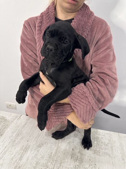 Cane corso cu pedigree!!