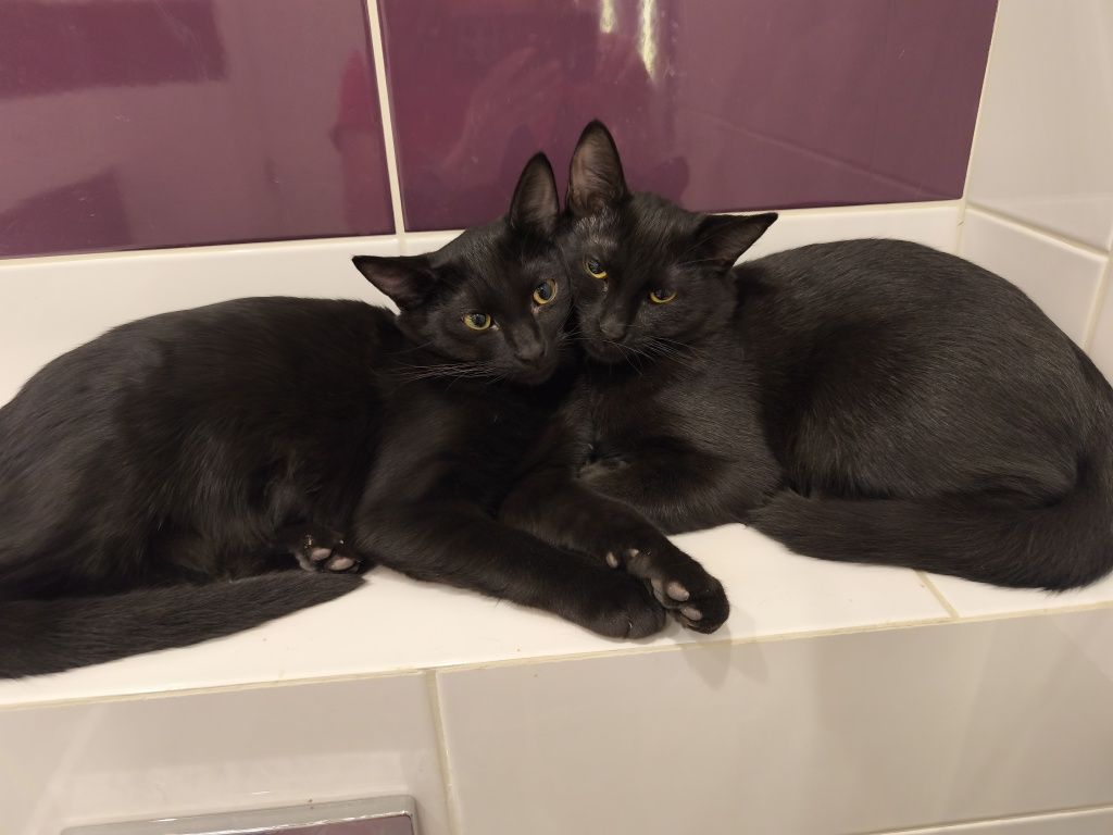 Подарявам 2 малки котенца