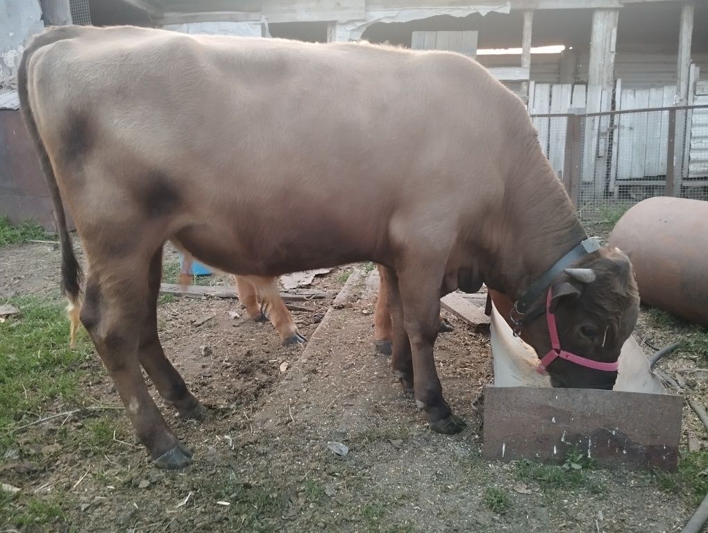 Продам тёку и быка