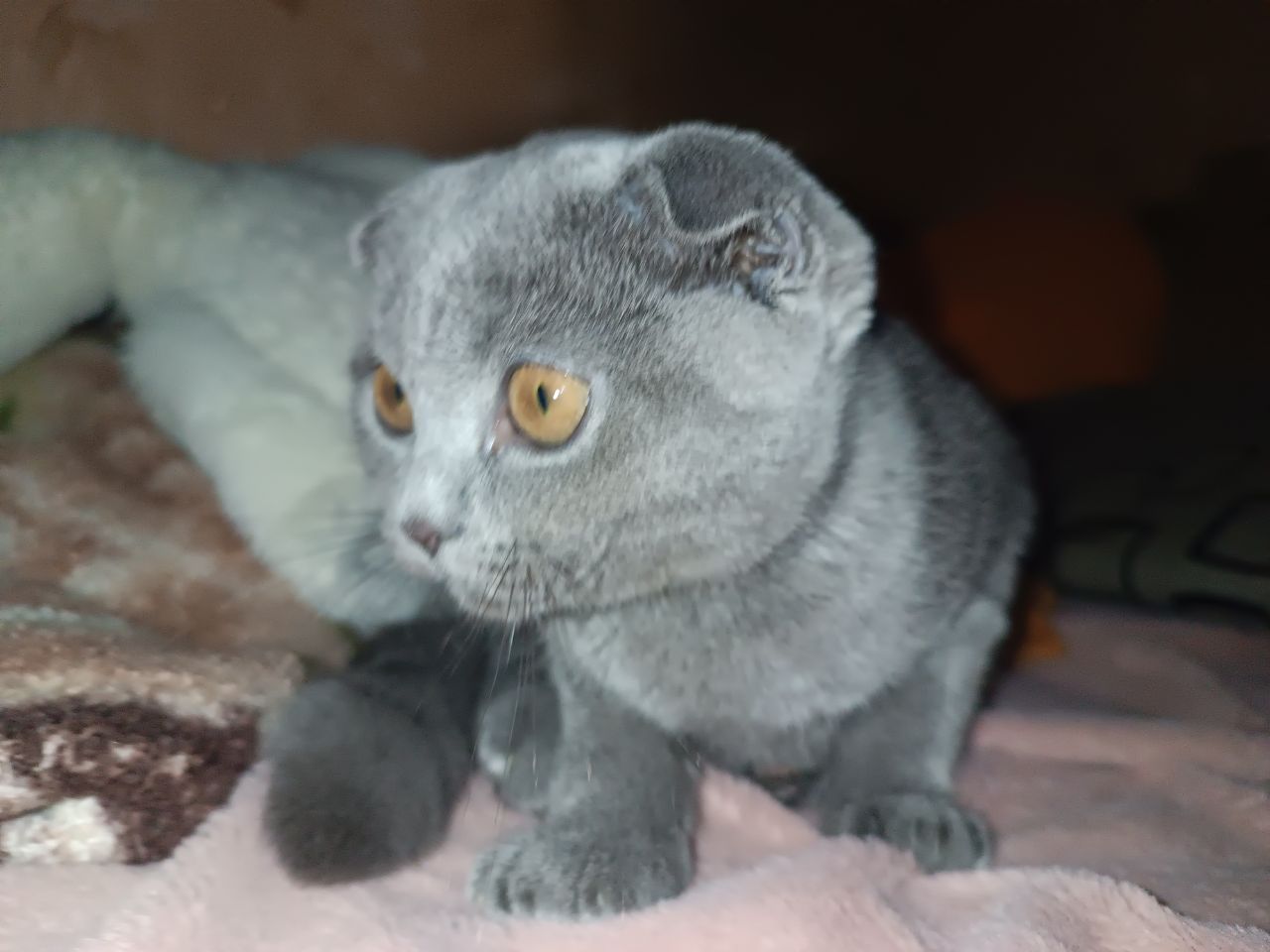 Продам шотландского вислоухого котёнка