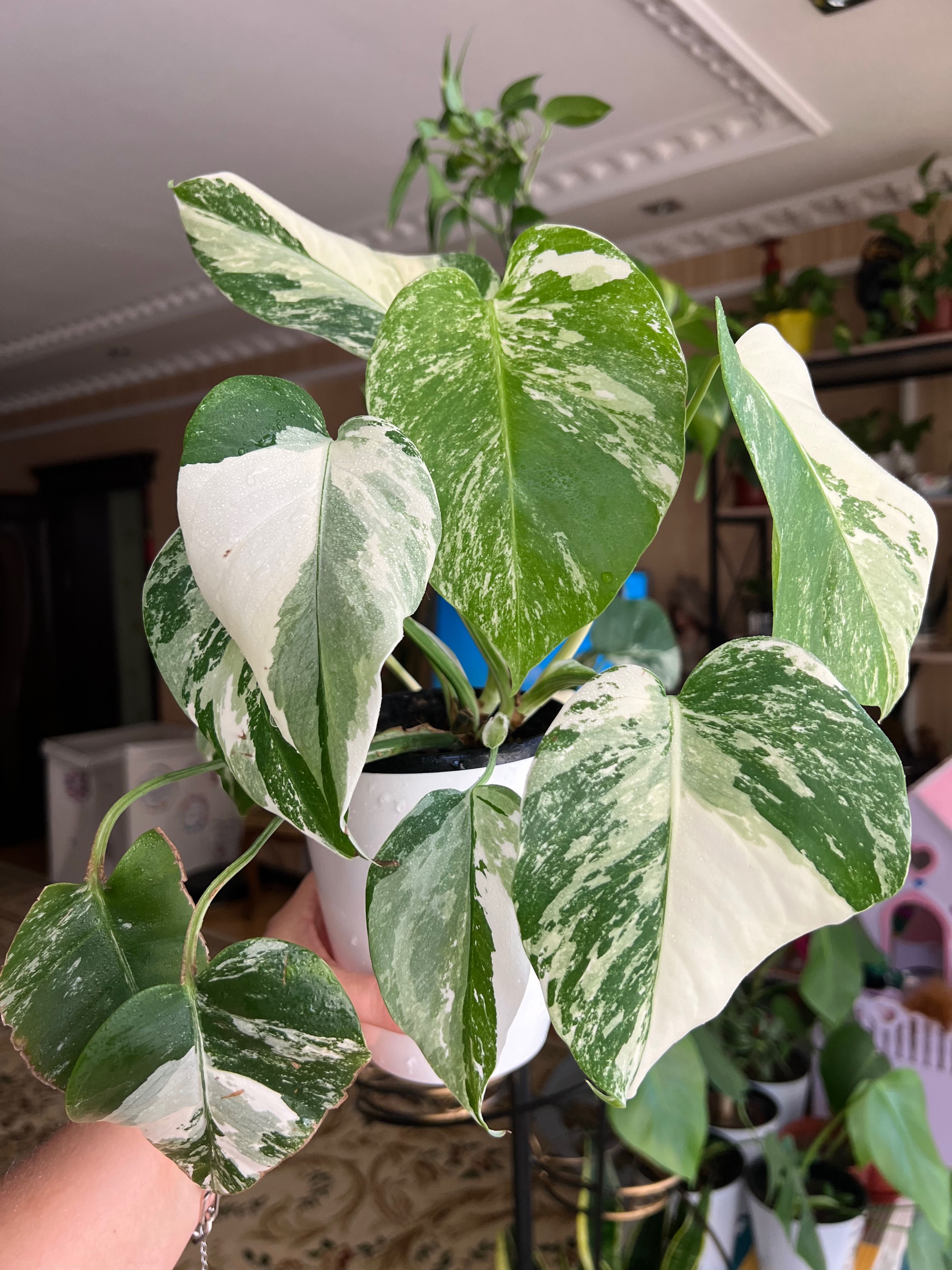 Продам растение Monstera Albo