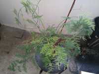 Asparagus Setaceus Plumosus Feng Shui multiple plante/ghiveci+pui 45cm