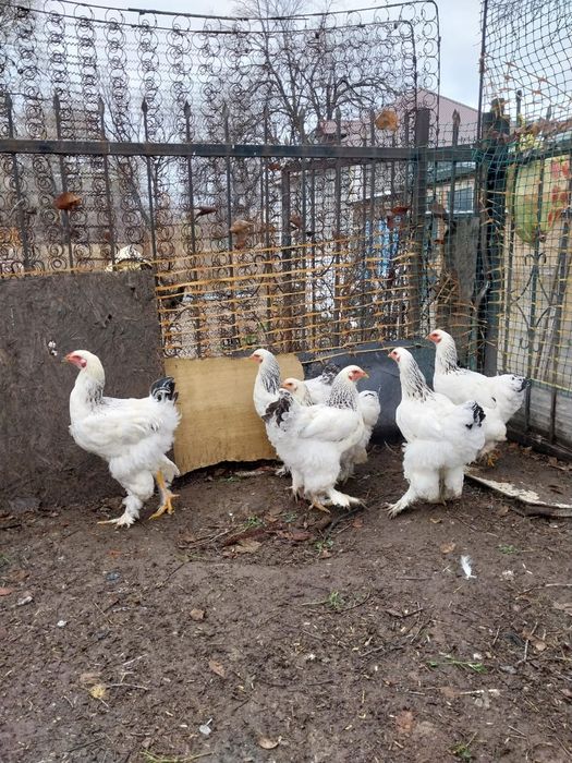 Продам питуха домашние