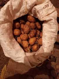 Продавам картофи за семе, сорт "СОРАЯ"- 0.50ст. за килограм.