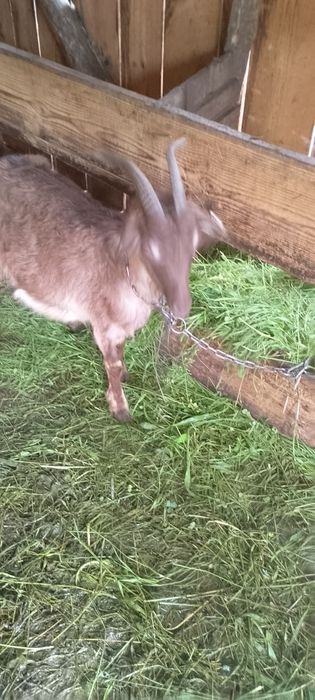 Vând capră cu 2 iezi la prima fătare