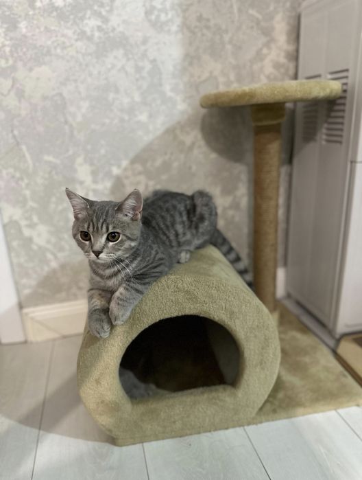 Срочно продам кошку шодландский