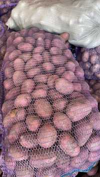 Отличная российская картошка всего 150 тенге за кг