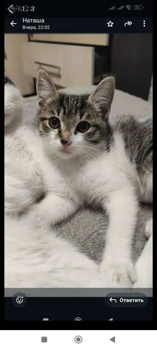 Милые котята ищут себе дом