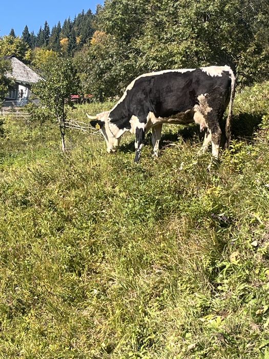 Vand vaca  buna de lapte si cuminte
