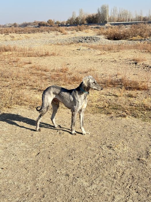 Арлан сатылады 2 жасар ауызданған полный рабочы цена 50 мын