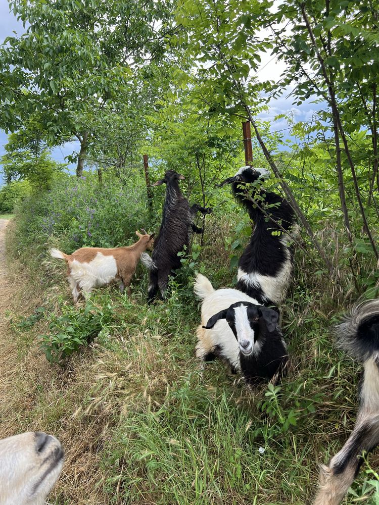 Tap de anul trecut si iedute de anul asta