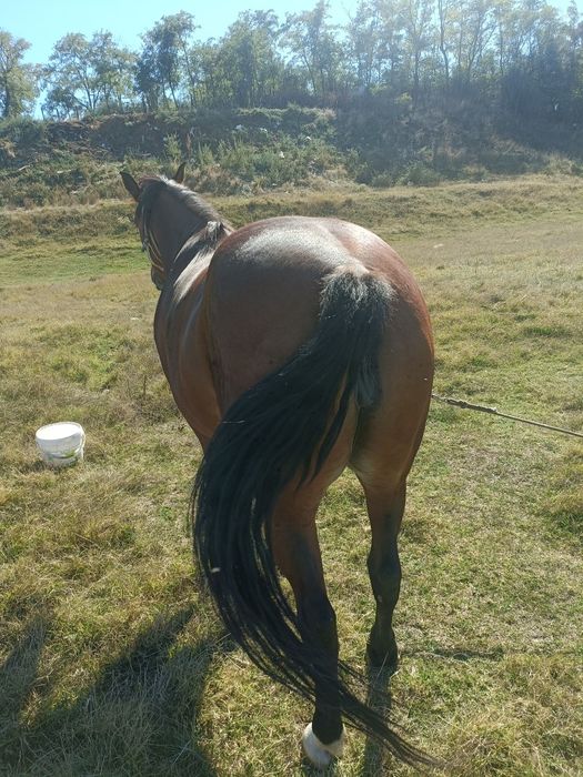 Iapă de vânzare cuminte