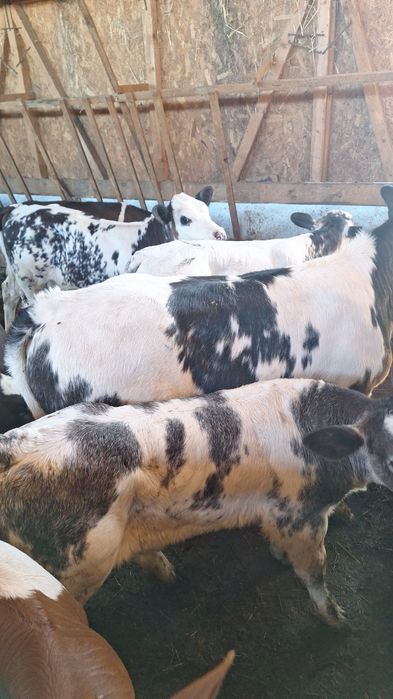 Aduc viței pe comandă!!