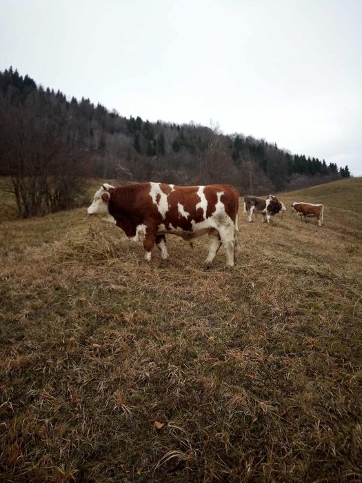 Vand taur   de 1 an și 6 luni