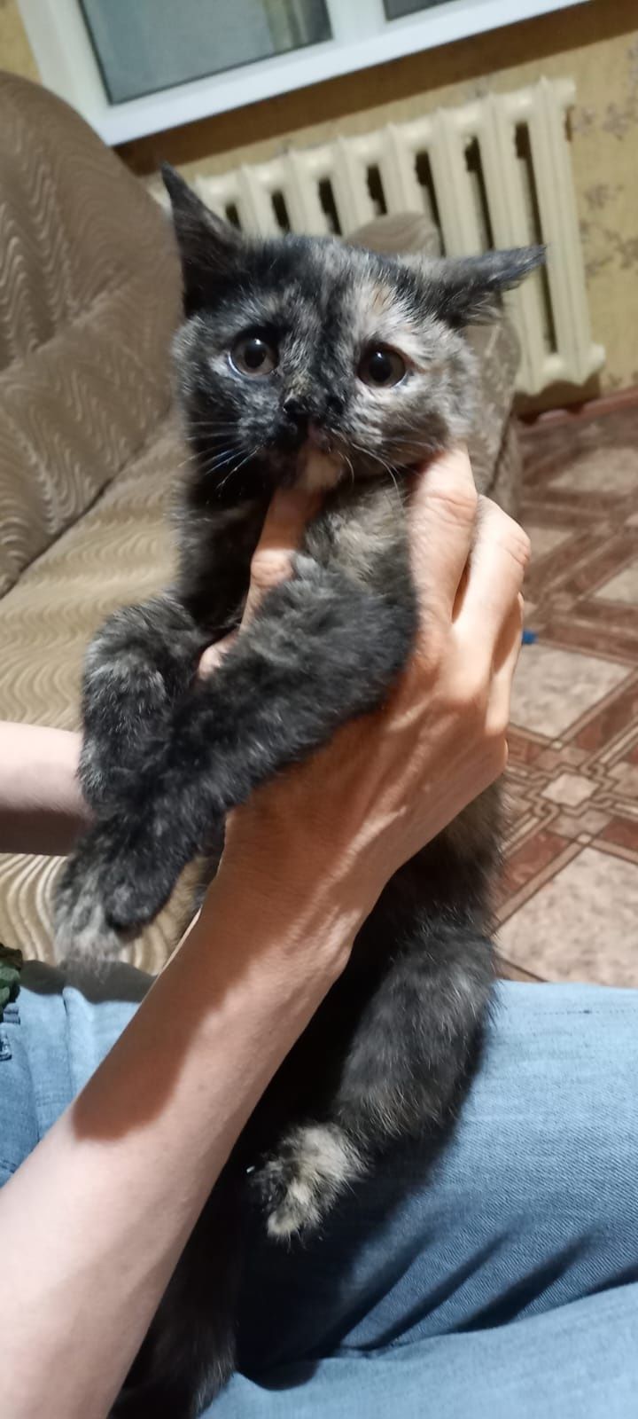 Кисоньку в добрую семью!