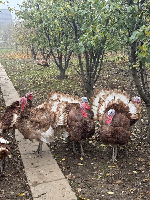 Curci si Curcani Red Bourbon 2025