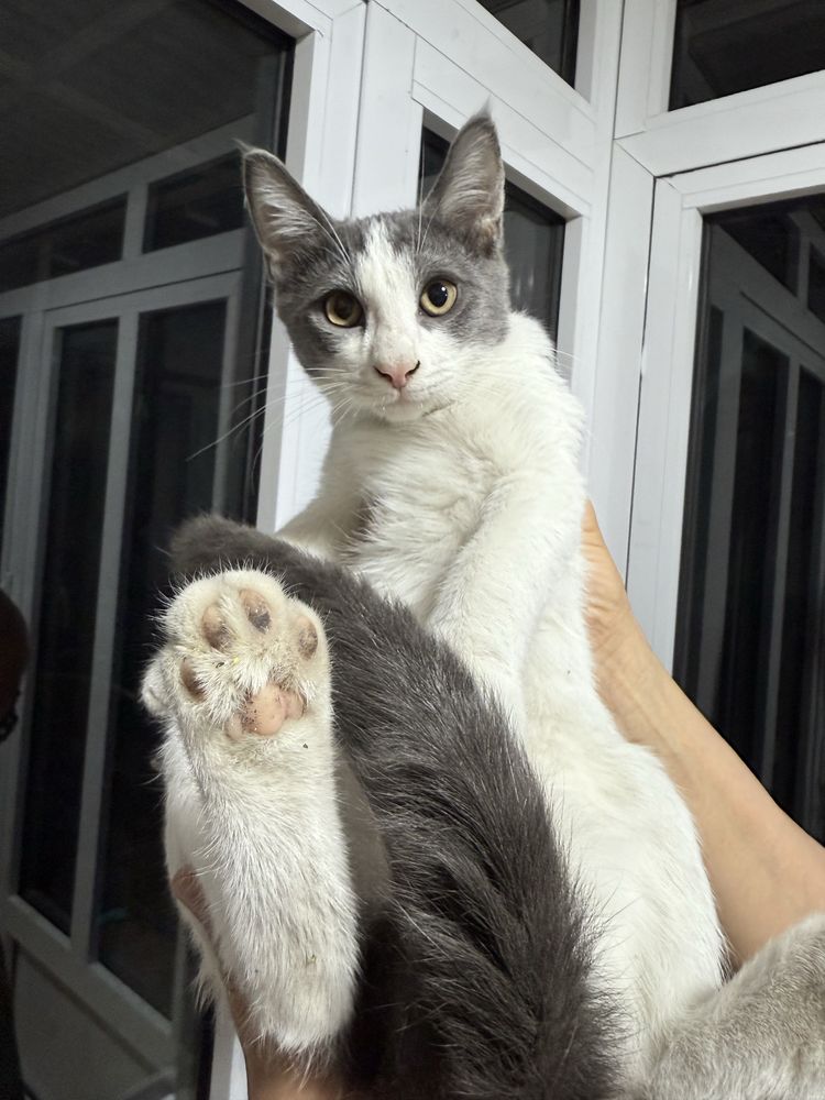 Котята мальчик и девочка