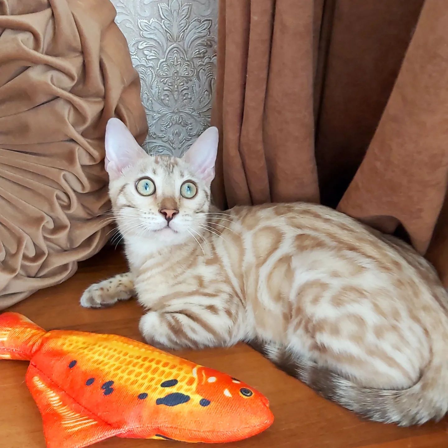 Снежные котята от Бенгалов. Snow Bengal cats