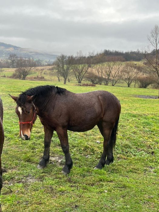 Vând 2 Mânze - Exemplare Superbe