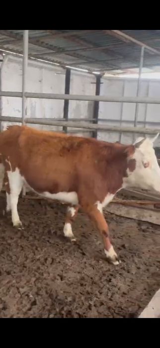 Құнажын сатылады