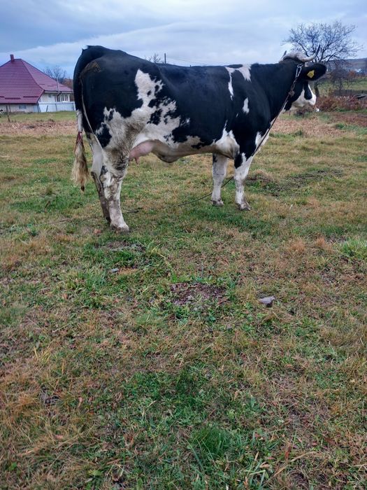 De vânzare junca la prima fătare