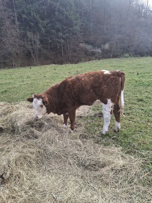 Vând doua vițele în vârstă de 6 luni Baltate Românești.