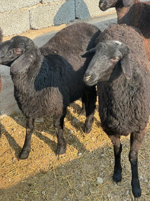 Козылар ұрғашы сатылады