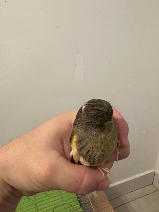 Vand Femela de Canar Gloster