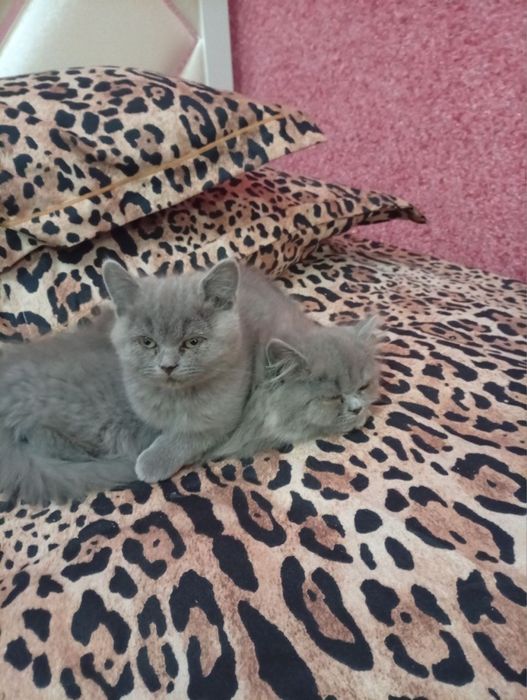 мушукчала сотиладиии