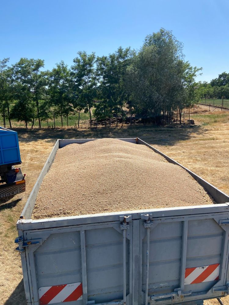 Triticale de vanzare