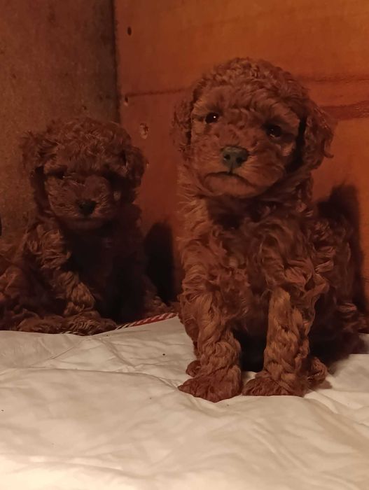 Той пудел (teacup)