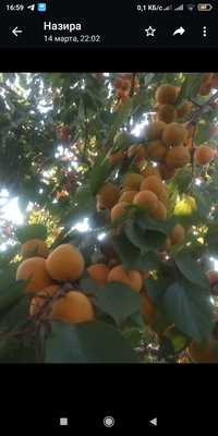 Саженцы абрикосов Жанаконыс