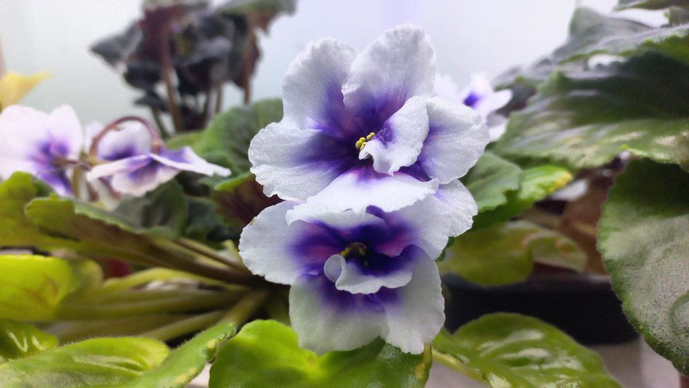 Fiyalka gullari detkasi arzon narxlarda sotiladi