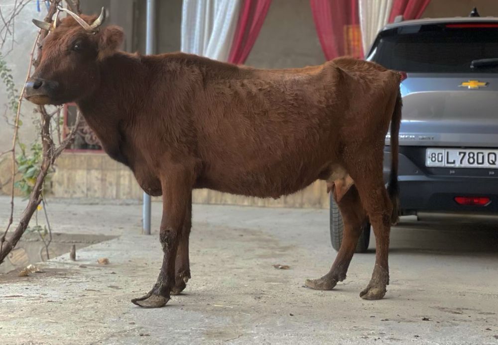 Ona bola sigir sotiladi bolasi buqacha она бола сигир сотилади