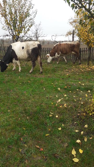 Vand doua vaci + vitel