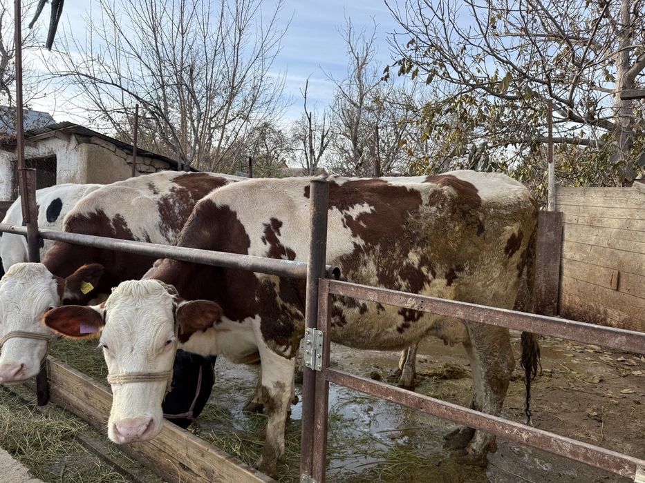 Продаются Коровы