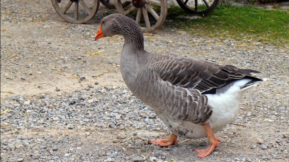 Boboci de gască
