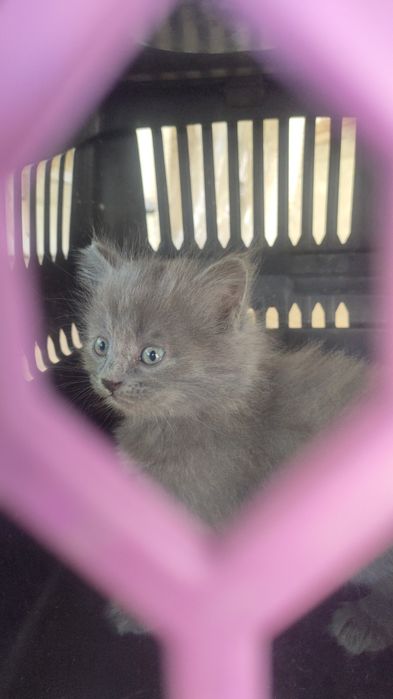 Котята породистые вислоухий