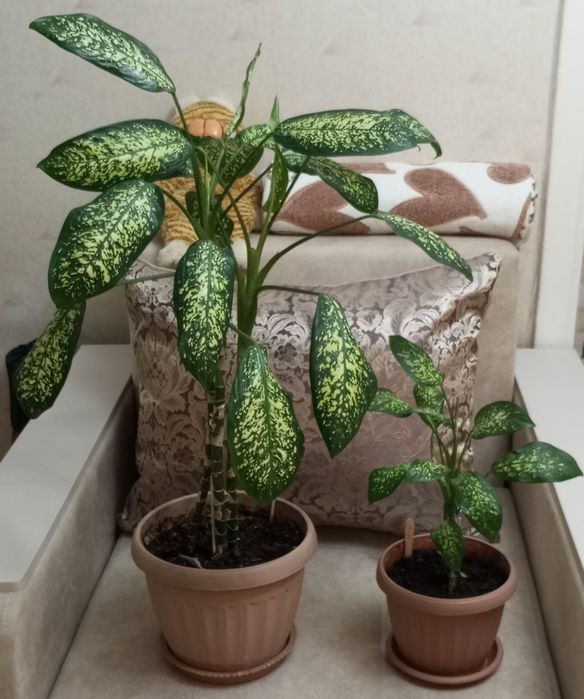 Продам диффенбахию