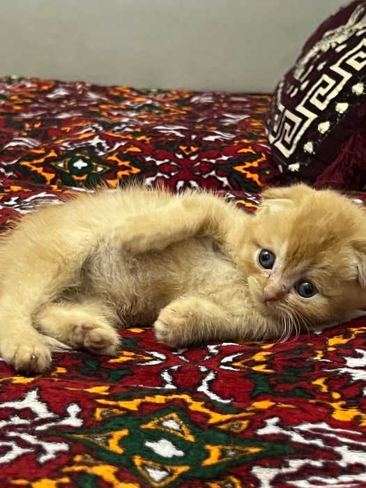 Кошки МУШУК скоттиш фолд