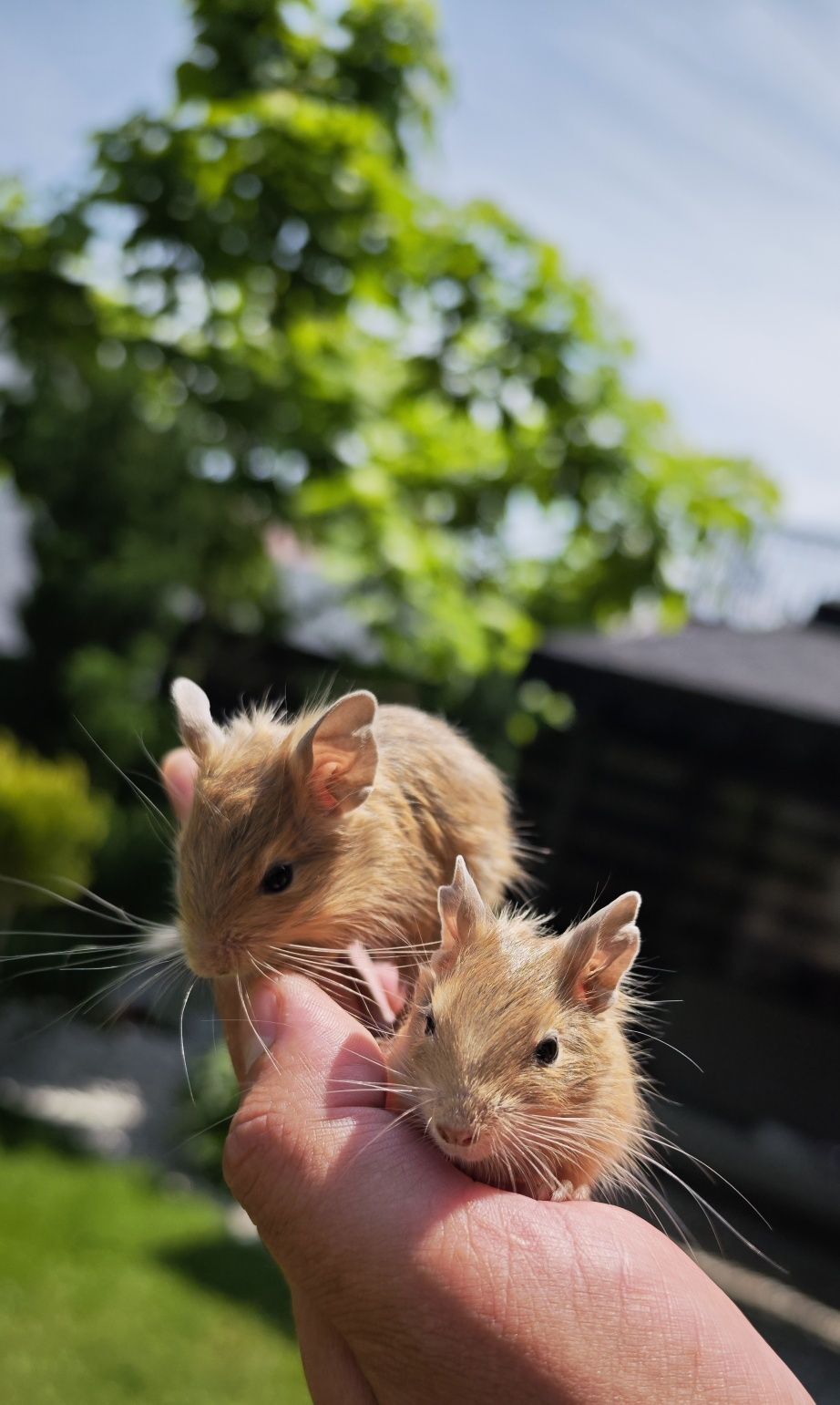 Vând veverițe degu pui