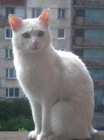 Отдам породистого  синеглазого  котика ! Ласковый мышелов! Доставка!