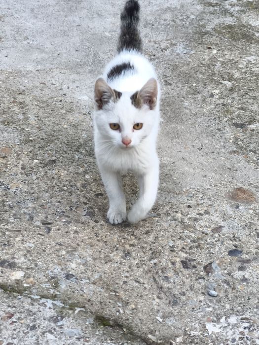 Малката Бела си търси любящ стопанин