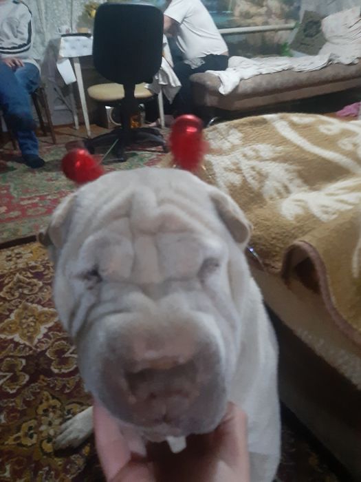 Шарпей. Кабель. .