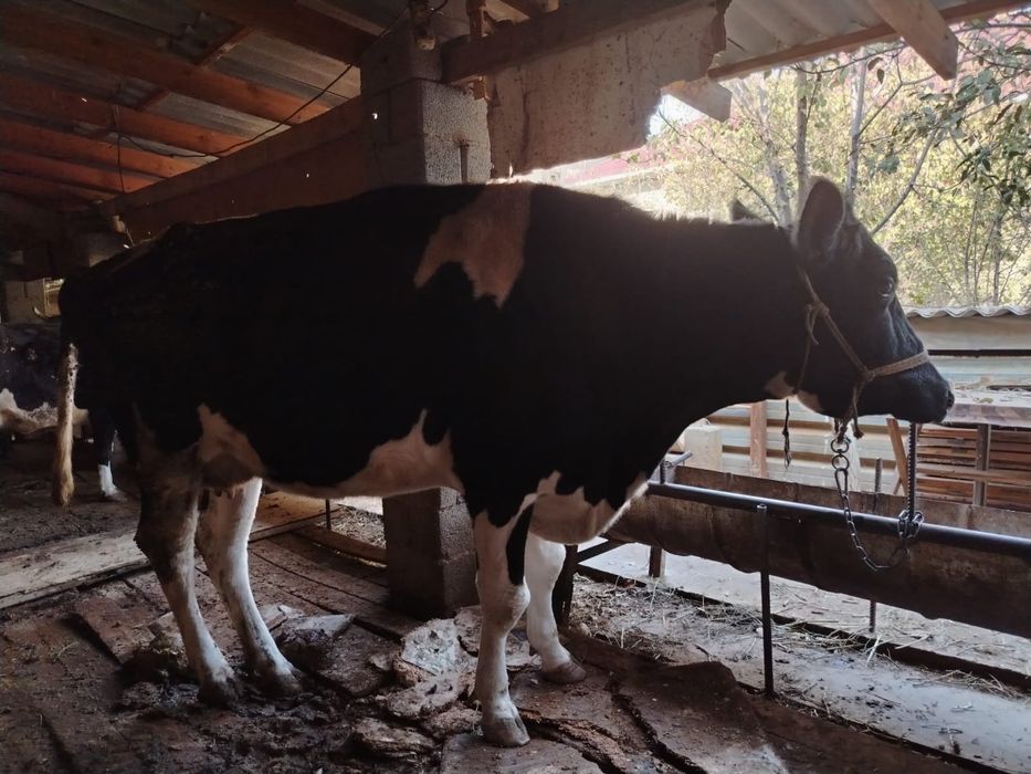 Голштинская парода сиыр сатылады