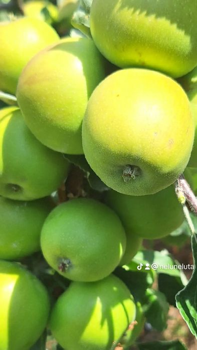 VÂND MERE IDARET 3,80 lei kg Mutiu Florina 3,30lei kg