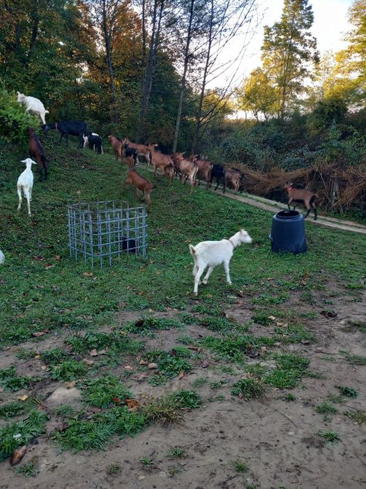 Vand sau schimb capre  cu vacă