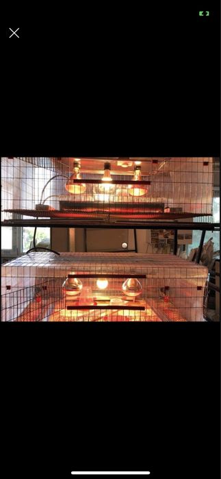 Maternitate pentru pui prepeliță , găina ,rata , gâște etc