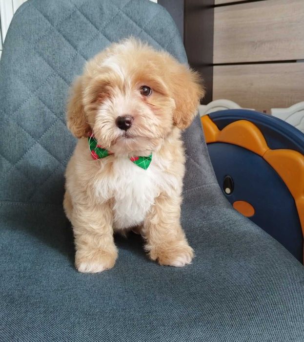 Shih-poo dogs/mini poodle