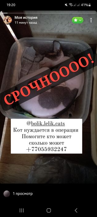 Помогите сбором денег. Кот болеет очень сильно. Каждый день последний